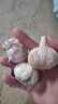 精选新鲜山东大蒜干蒜多瓣蒜头蔬菜批发产地直发大蒜头 优选 3斤 (果径≥3.5cm) 实拍图