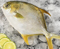 鲜京采【冰鲜】 万山岛金鲳鱼3斤/3条 地标产品 国产鱼类 源头直发 实拍图
