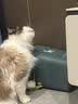 接运猫仿真发声小鸟耐咬猫玩具自嗨解闷叫叫鸟悬挂式羽毛逗猫棒宠物玩具 黄绿色叫叫鸟（单支装） 晒单实拍图