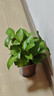 绿有意绿萝盆栽除甲醛室内好养花卉植物绿萝批发办公室新房装修净化空气 110#原盆储水盆10盆装+4肥 带盆带土发货 实拍图