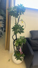 叹为观止大型植物发财树各种大颗盆栽开业乔迁客厅办公室内好养大型花卉 造型鸭脚木【1.5-1.7米】 含盆 实拍图