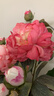 花点馨意仿真花高档牡丹花束室内客厅假花插花摆件仿生绢花 玫红色1支4755 实拍图