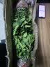 意轩 【带花苞】阳台室内盆栽花卉栀子花树苗大叶绿植四季开花枝子花 5年大苗【带花苞】 不含盆 实拍图