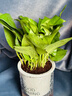 特价绿萝盆栽室内客厅办公室吸甲醛净化空气水培植物绿植花卉好养 【1盆】绿萝+早安吸水盆 整体含盆高度20-25cm 实拍图