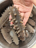 参王朝 大连底播淡干海参干货辽刺参海鲜水产礼盒 7A 实惠装9年 250g*1盒 25-35头 实拍图
