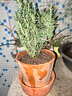迷迭香苗盆栽可食用驱蚊植物香草薄荷苗绿植物室内煎牛排水培花卉 迷迭香原盆土一盆 盆径约12cm 含盆高约25cm 实拍图