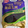十月稻田 黑糯玉米 3.52斤(220g*8根) 东北玉米 杂粮粗粮 低脂早餐 新米 实拍图