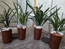 华香园绿植花卉兰花苗浓香墨兰【金华山】办公室内盆栽盆景耐阴植物多肉 金华山7苗带盆(红色盆)带花苞 实拍图