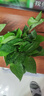 特价绿萝盆栽室内客厅办公室吸甲醛净化空气水培植物绿植花卉好养 【1盆】绿萝+原盆原土 整体含盆高度20-25cm 实拍图