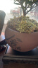 开时果 小叶赤楠盆景摆件 办公室桌面绿植花卉好养盆栽植物源头直发包邮 【推荐款】舍得紫砂盆+苔藓+底座 实拍图
