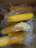 当季新货头茬东北黄甜糯玉米棒真空包装低脂黄糯大棒甜东北黏苞米 黄糯玉米【120-160克】4根 实拍图