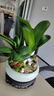 自然空间君子兰盆栽室内花卉绿植送礼 玉岚双拼君子兰+2兔+180座 源头直发 实拍图