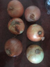 新鲜黄洋葱黄金水果洋葱即食蔬菜调料烧烤食材 新鲜黄洋葱 2斤 含箱 实拍图