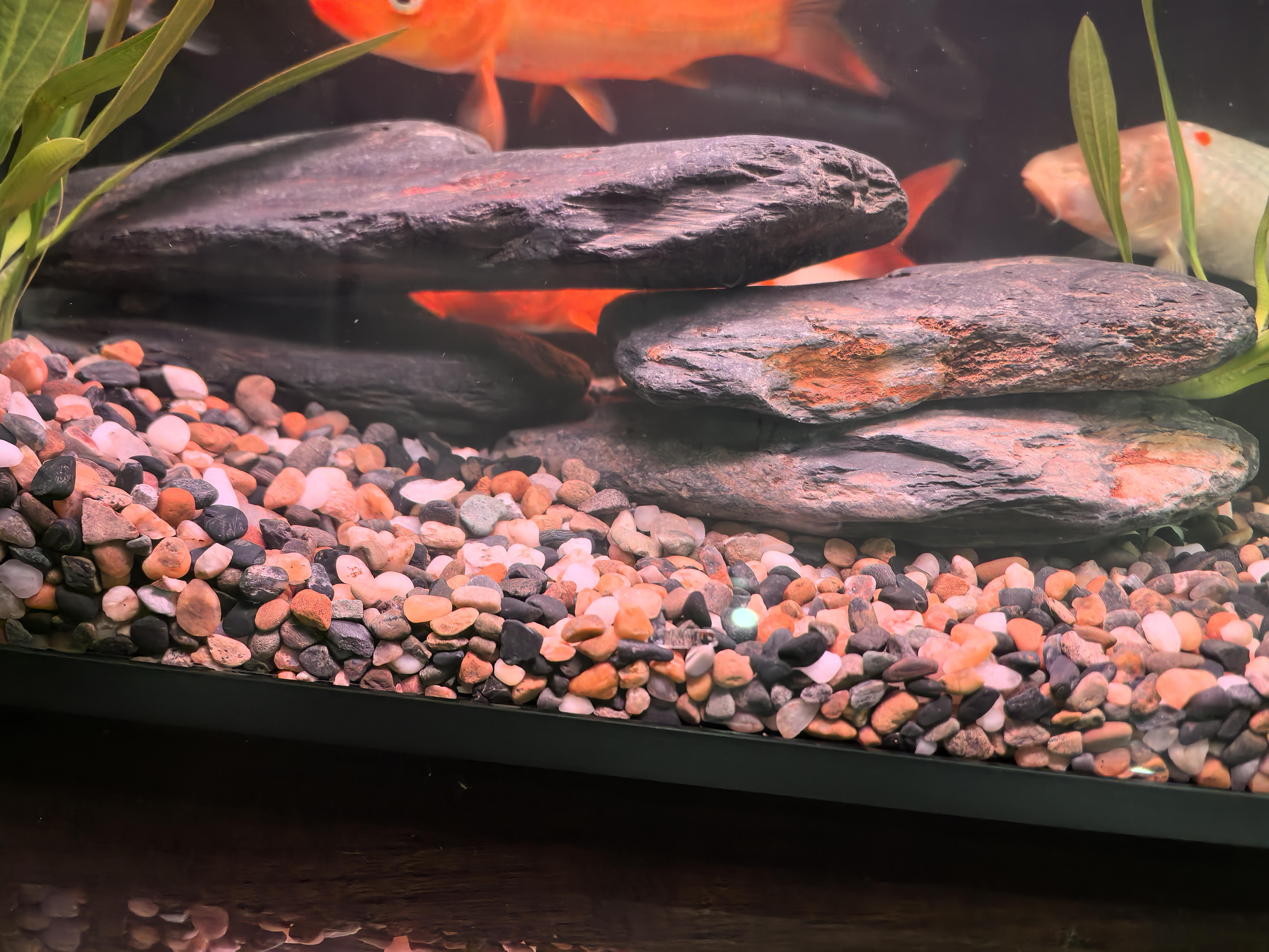 疯狂水草天然贝壳海螺适配小米鱼缸造景水族箱全套布景海星装饰生态摆件 溪流缸造景套餐（适合30-40cm鱼缸） 实拍图