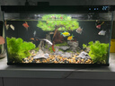 米家（MIJIA）小米米家智能生态鱼缸还原自然生态补仓一次三月无忧出差旅行必备 实拍图