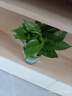 双盟绿萝盆栽除甲醛花卉绿植办公室新房净化空气 120款10盆源头直发 实拍图
