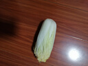 云南高原娃娃菜新鲜蔬菜生鲜乾隆白菜早餐火锅必备产地直发 浅黄色 新鲜娃娃菜3颗装*2包 实拍图