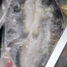 钓鱼记叉尾鮰鱼1.3斤-1.5斤(赠烤鱼酱) 二去净重 冷冻 烤鱼红烧生鲜鱼类 实拍图