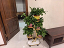 花架客厅2025新款轻奢花架置物架阳台多肉万向轮花盆托架多层铁艺 招财树五盆金 实拍图