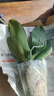 蝴蝶兰盆栽带花剑四季开花客厅室内兰花大苗桌面无花苞花好养易活 紫美人---【包开花】送营养液2包 带1支花剑 实拍图