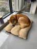 涵瑶伊笑狗垫子可拆洗秋冬季加厚泰迪宠物窝中大型犬金毛狗垫子狗窝保暖垫 70cm*50cm 米黄色羊羔绒狗窝 实拍图