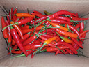 新鲜现摘小米辣美食辣椒朝天椒商超品质 500g（特价） 实拍图