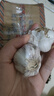 紫白皮蒜水果大蒜超市即食生鲜蔬菜大蒜 [活动]10头 200g 单果3.5-5cm 实拍图