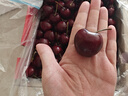 京鲜生 智利空运Santina车厘子巨无霸3J级5斤礼盒果径约30-32mm 送卡尺 实拍图