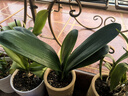 大盆君子兰盆栽名贵国宝级花卉苗绿植物圆头和尚室内客厅四季好养 【掌柜推荐】8-11片叶子+带土 送肥料 实拍图