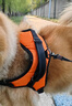 磊嘉狗绳狗链柯基防爆冲胸背带牵引绳中大型小型犬遛狗绳柴犬 暖橙色-胸背带1个配狗绳1根 L（建议40-60斤） 实拍图
