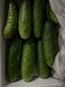 京鲜生 山东童年旱黄瓜 净重5斤 单果100g+ 水果小青瓜 轻食 源头直发 实拍图
