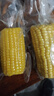 当季新货头茬东北黄甜糯玉米棒真空包装低脂黄糯大棒甜东北黏苞米 黑土地黄糯玉米【120-160克】2根 实拍图