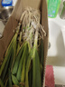农家自种精品山东大葱特级新鲜铁杆长白葱农家毛葱香葱现挖便宜 山东大葱（带老皮）带箱 3斤 实拍图