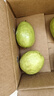 京鲜生白心芭乐番石榴净重3斤 单果150g起 脆果 水果源头直发包邮 实拍图