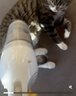 欢宠网宠物狗毛猫毛清理器强力吸尘器吸毛器吸床上猫咪毛发专用电动神器 实拍图