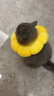 欢宠网伊丽莎白圈猫宠物狗猫咪狗狗绝育软项圈头套脖套防舔防咬脖圈耻辱 实拍图