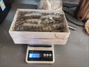海速达 鲜活船冻黑虎虾 净重500g23-25只 大虾新鲜速冻老虎虾海鲜水产 实拍图