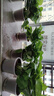 双盟 绿萝盆栽除甲醛花卉绿植办公室新房净化空气110款10盆装源头直发 实拍图