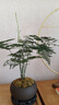 幼薇文竹盆栽植物室内绿化四季迷你办公室绿植摆件桌面好养创意小盆景 文竹+舍得小紫砂盆+圆形底盘 带盆栽好 实拍图