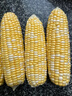 京鲜生云南水果玉米 净重5斤单果280g+ 甜玉米棒新鲜蔬菜应季 源头直发 实拍图