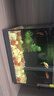 森森金麟超白玻璃鱼缸一体缸自循小型懒人家用水族箱LE-300 实拍图