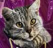 伟嘉猫粮3.6kg夹心颗粒成猫英短美短蓝猫通用全面营养猫咪主粮 吞拿鱼三文鱼味7.2斤 实拍图