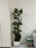 叹为观止大型植物发财树各种大颗盆栽开业乔迁客厅办公室内好养大型花卉 造型鸭脚木【1.5-1.7米】 含盆 实拍图