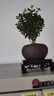 开时果 小叶赤楠盆景摆件 办公室桌面绿植花卉好养盆栽植物源头直发包邮 【热销款】舍得紫砂盆+黑石+底座 实拍图