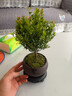 八芽 小叶赤楠盆景摆件室内绿植花卉盆栽老桩客厅办公室桌面好养植物 （【热销款】舍得紫砂盆赤楠+苔藓+底座） 实拍图