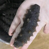 皇纯【威海产地】优选淡干海参50g7-12只 干货底播刺参 源头直发包邮 实拍图