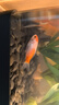 金鱼草金鱼观赏鱼冷水好养耐活小鱼苗锦鲤 5-7cm 红草金买3条送3条（加备损） 实拍图