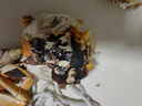 【活蟹】漁家师傅大闸蟹公5-5.3两母4-4.3两4对8只 去绳足重鲜活螃蟹现货生鲜礼盒 实拍图
