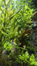 【京东物流】水草套餐 好养耐活真水草植物绿菊大叶绿九冠鱼缸 红绿搭配八杯水草（吸底杯）超值推荐 实拍图
