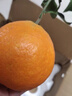 诸氏橙品【褚系严选】官方橙子水果 云南冰糖橙 高山香脐甜橙春节年货礼盒 褚系严选鲜橙-5斤优级L果约120g 实拍图